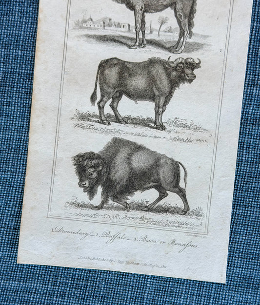 19th c. English Bookplate Animal Etching (Dromedary, Buffalo, Bison)