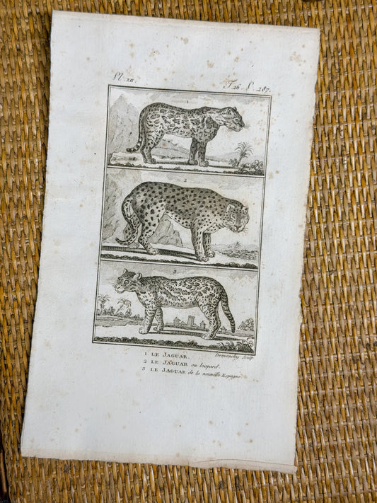Early 19th c. Bookplate Engravings, Sonnini’s Histoire Naturelle des Animaux