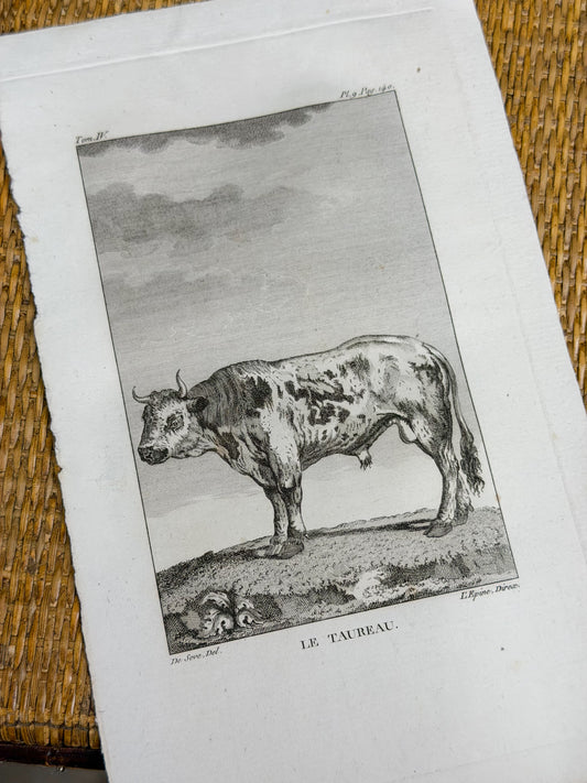 18th c. French Bookplate Engraving, Buffon’s Histoire Naturelle, Le Taureau (Bull)