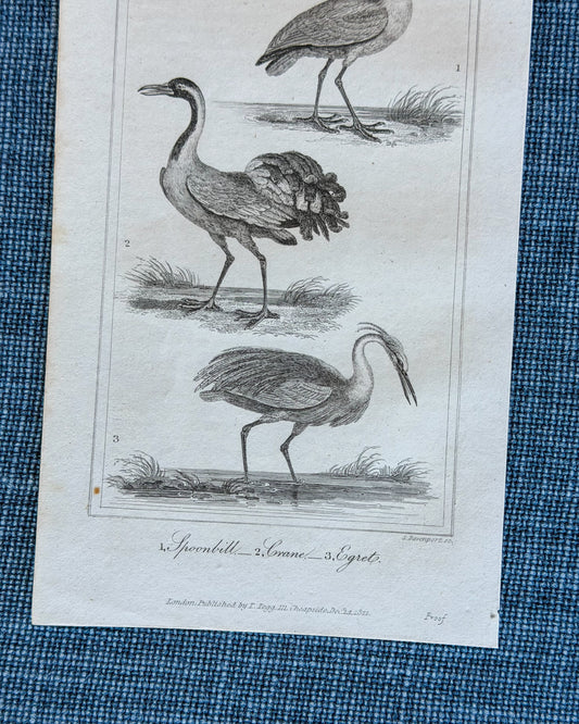 19th c. English Bookplate Animal Etching (Spoonbill, Crane, Egret)