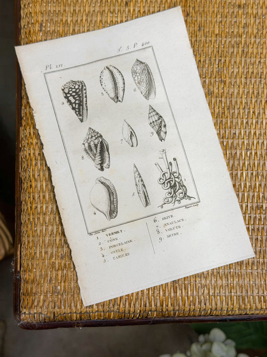 Early 19th c. Bookplate Engravings, Sonnini’s Histoire Naturelle des Mollusques | Shells