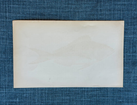 19th c. English Bookplate Fish Etching (Erythrinus)