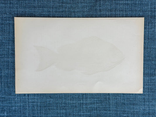 19th c. English Bookplate Fish Etching (Old Wife)