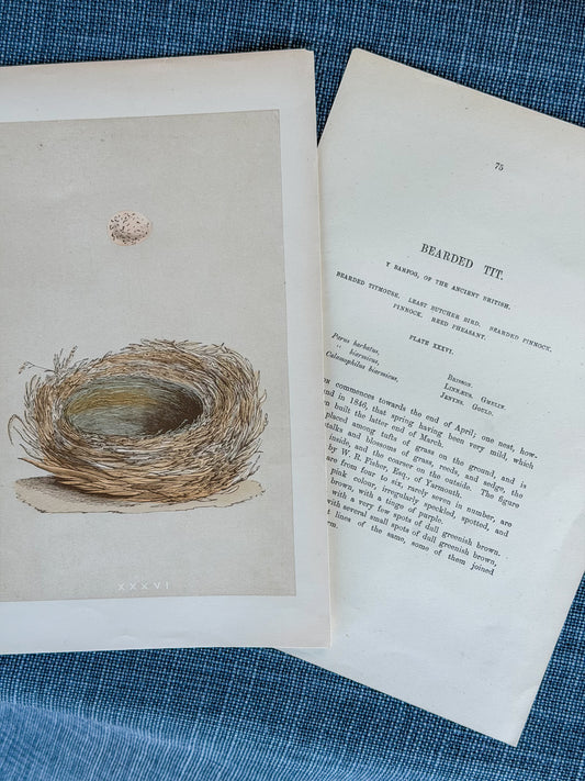 19th c. English Bookplate Egg & Nest Etching (Bearded Tit)