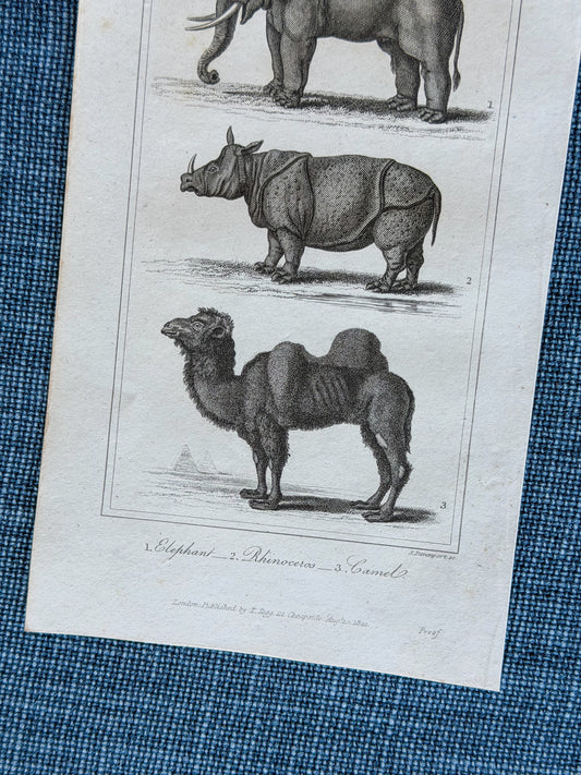19th c. English Bookplate Animal Etching (Elephant, Rhinoceros, Camel)