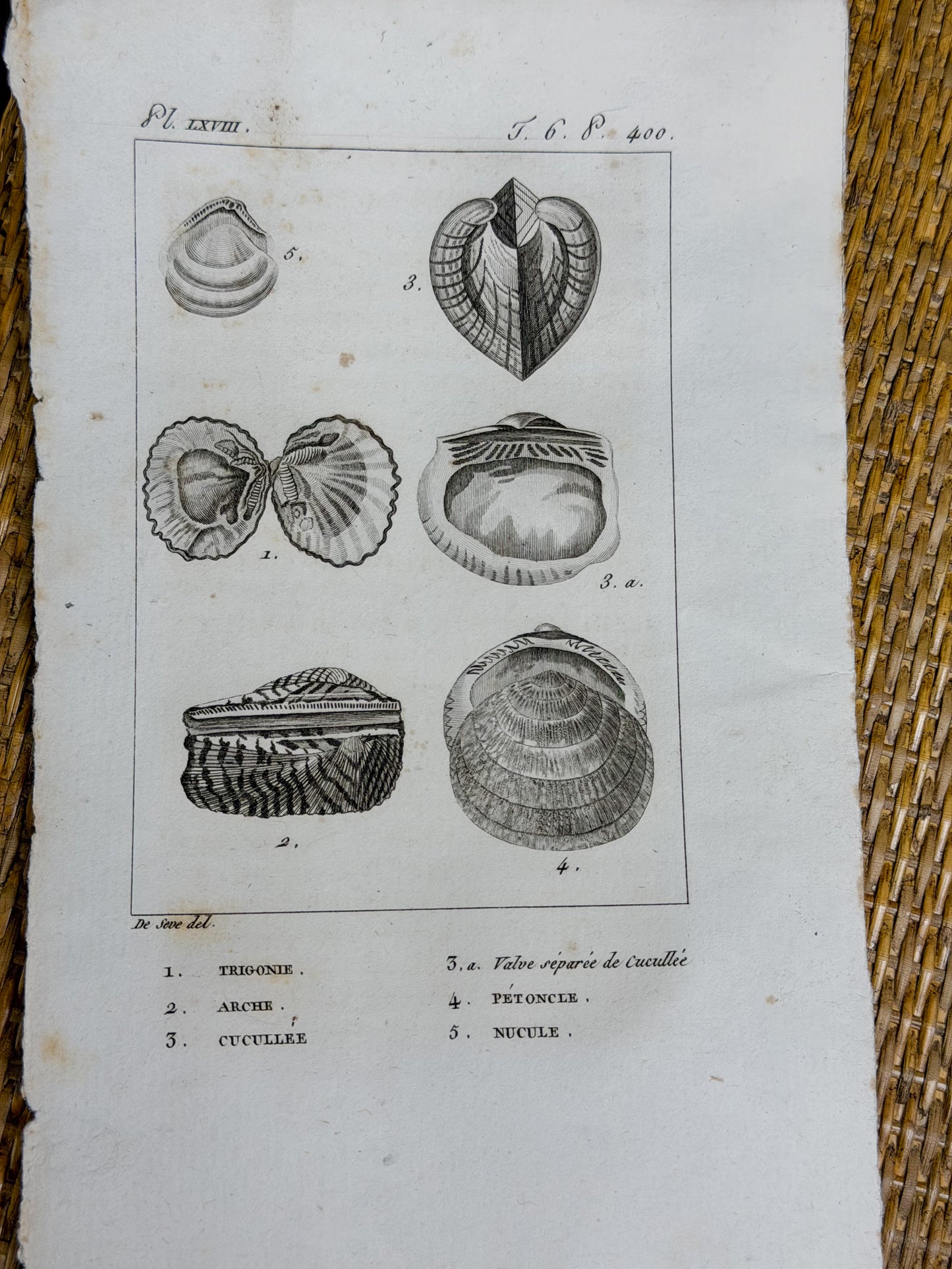 Early 19th c. Bookplate Engravings, Sonnini’s Histoire Naturelle des Mollusques | Shells