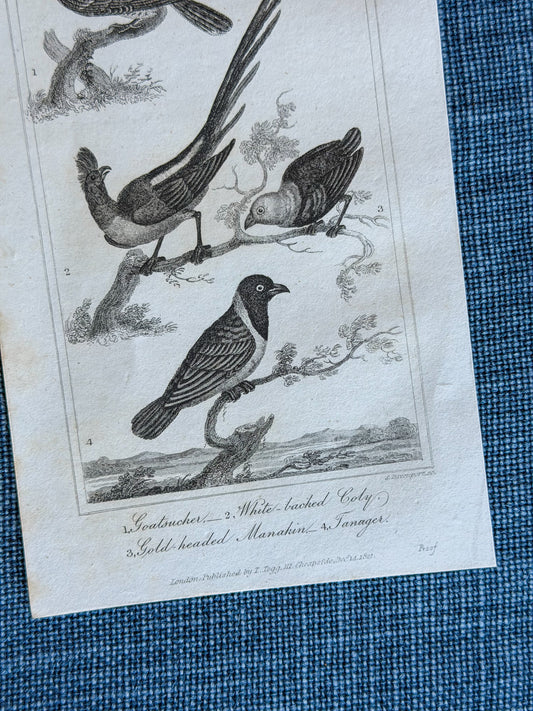 19th c. English Bookplate Animal Etching (Goatsucker, Coly, Manakin, Tanager)