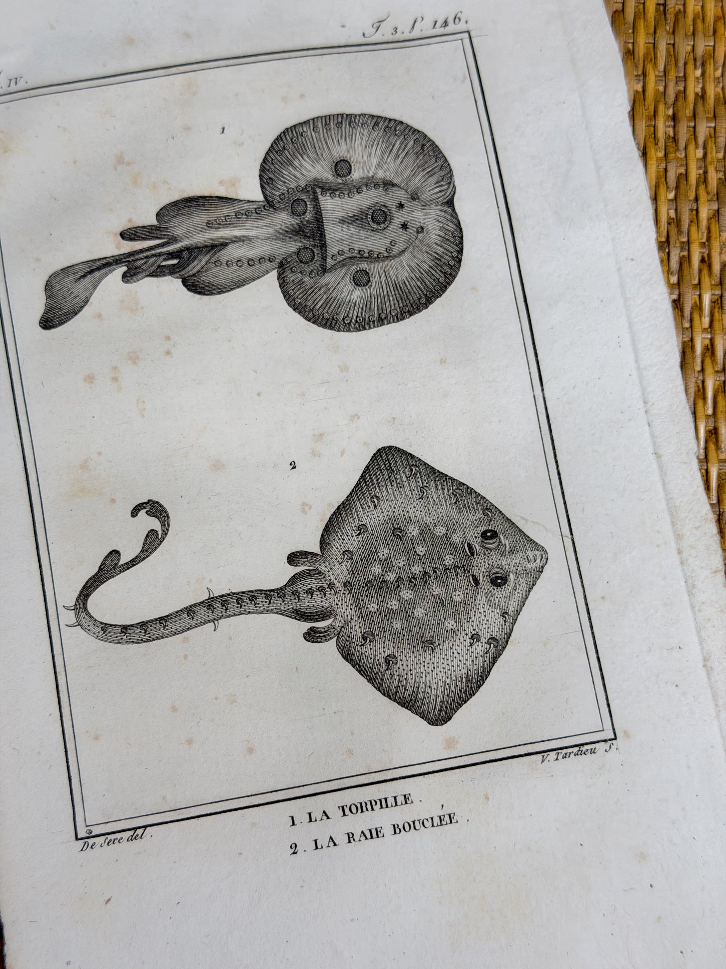 Early 19th c. Bookplate Engravings, Sonnini’s Histoire Naturelle des Poissons | Stingrays