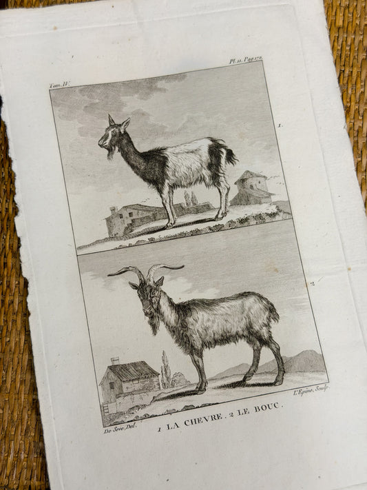 18th c. French Bookplate Engraving, Buffon’s Histoire Naturelle, La Chèvre/Le Bouc (Goat)
