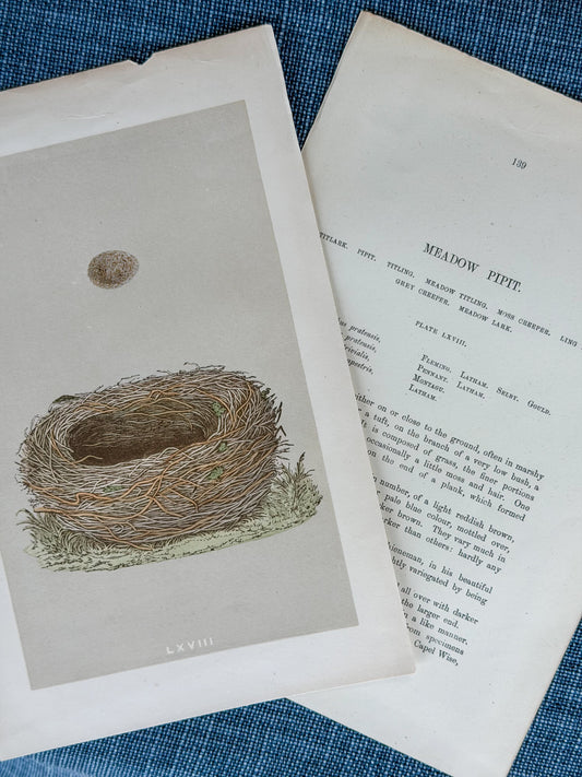 19th c. English Bookplate Egg & Nest Etching (Meadow Pipit)