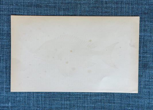 19th c. English Bookplate Fish Etching (Dentex)
