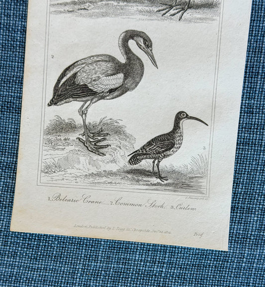 19th c. English Bookplate Animal Etching (Belearic Crane, Stork, Curlen)
