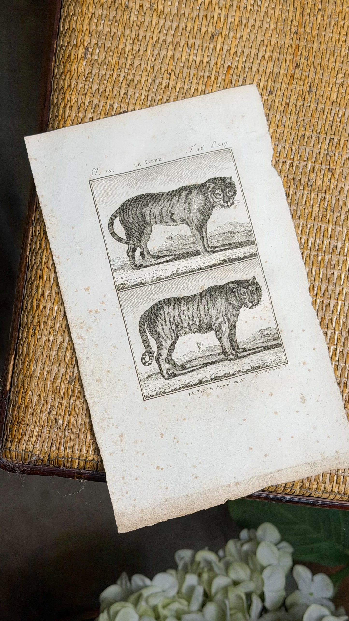 Early 19th c. Bookplate Engravings, Sonnini’s Histoire Naturelle des Animaux