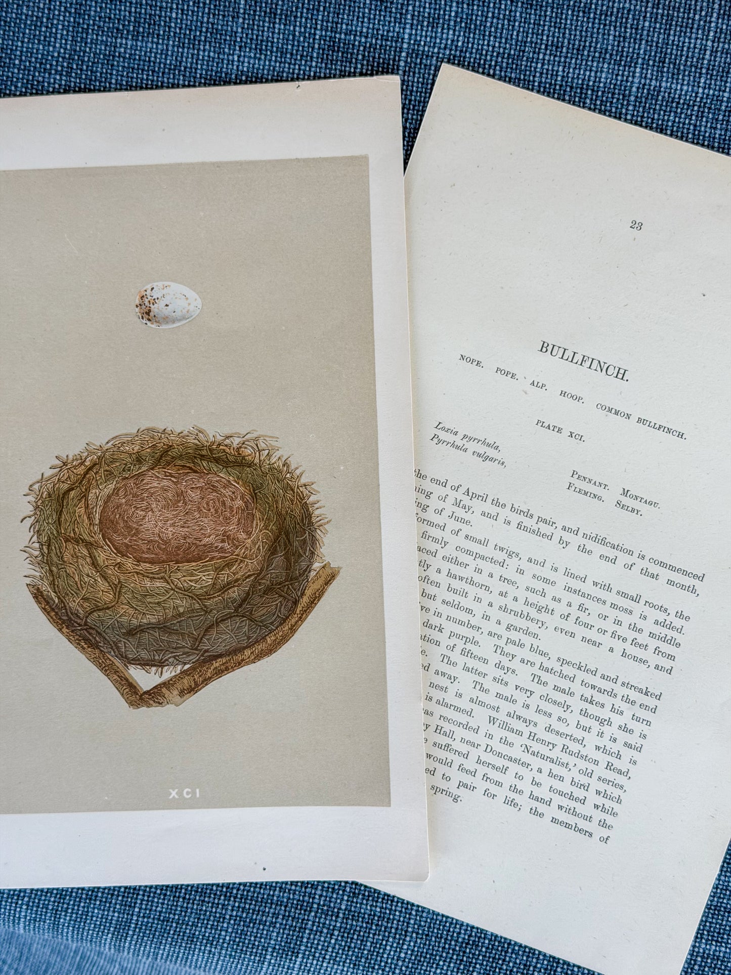 19th c. English Bookplate Egg & Nest Etching (Bullfinch)