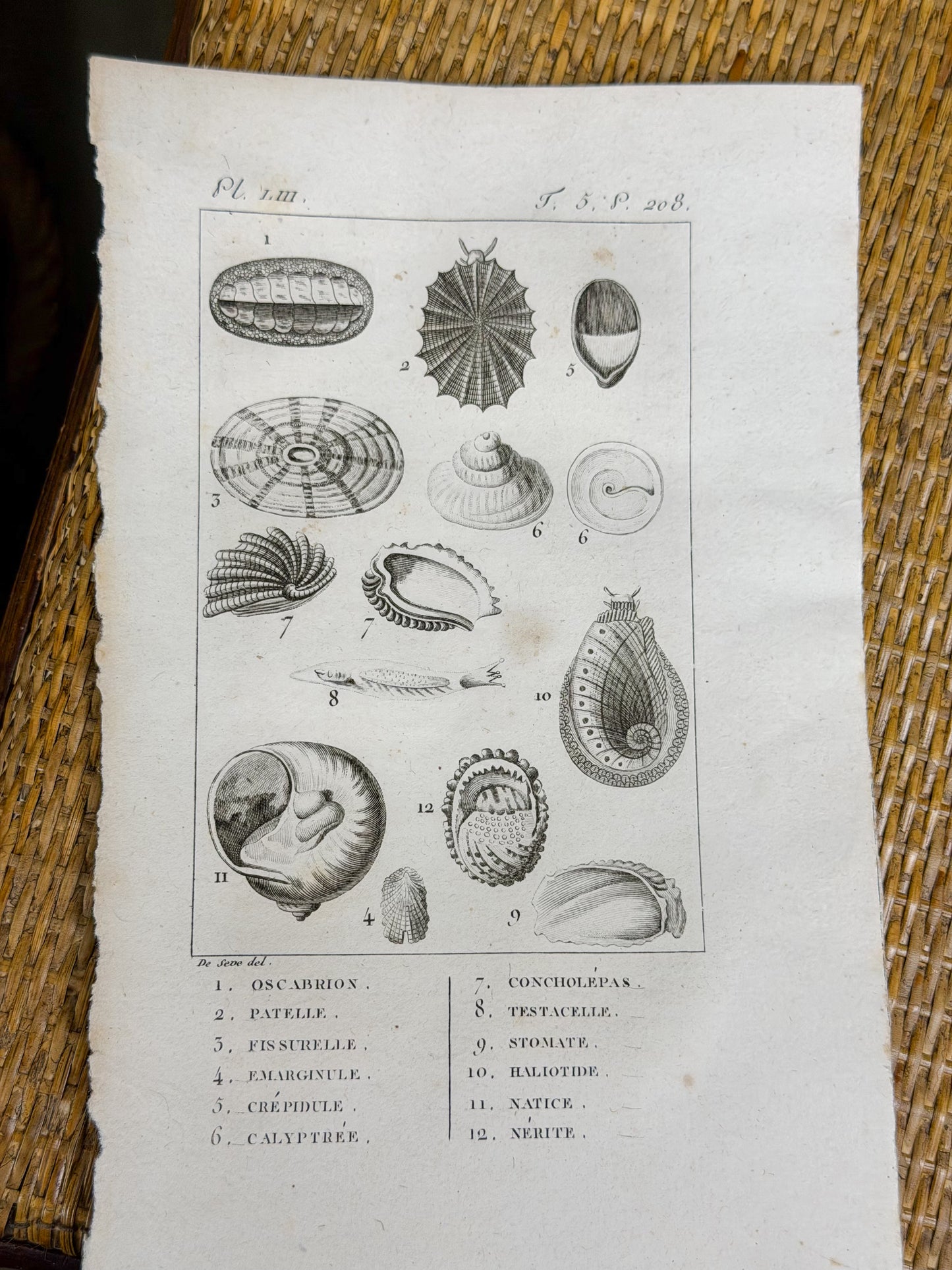 Early 19th c. Bookplate Engravings, Sonnini’s Histoire Naturelle des Mollusques | Shells