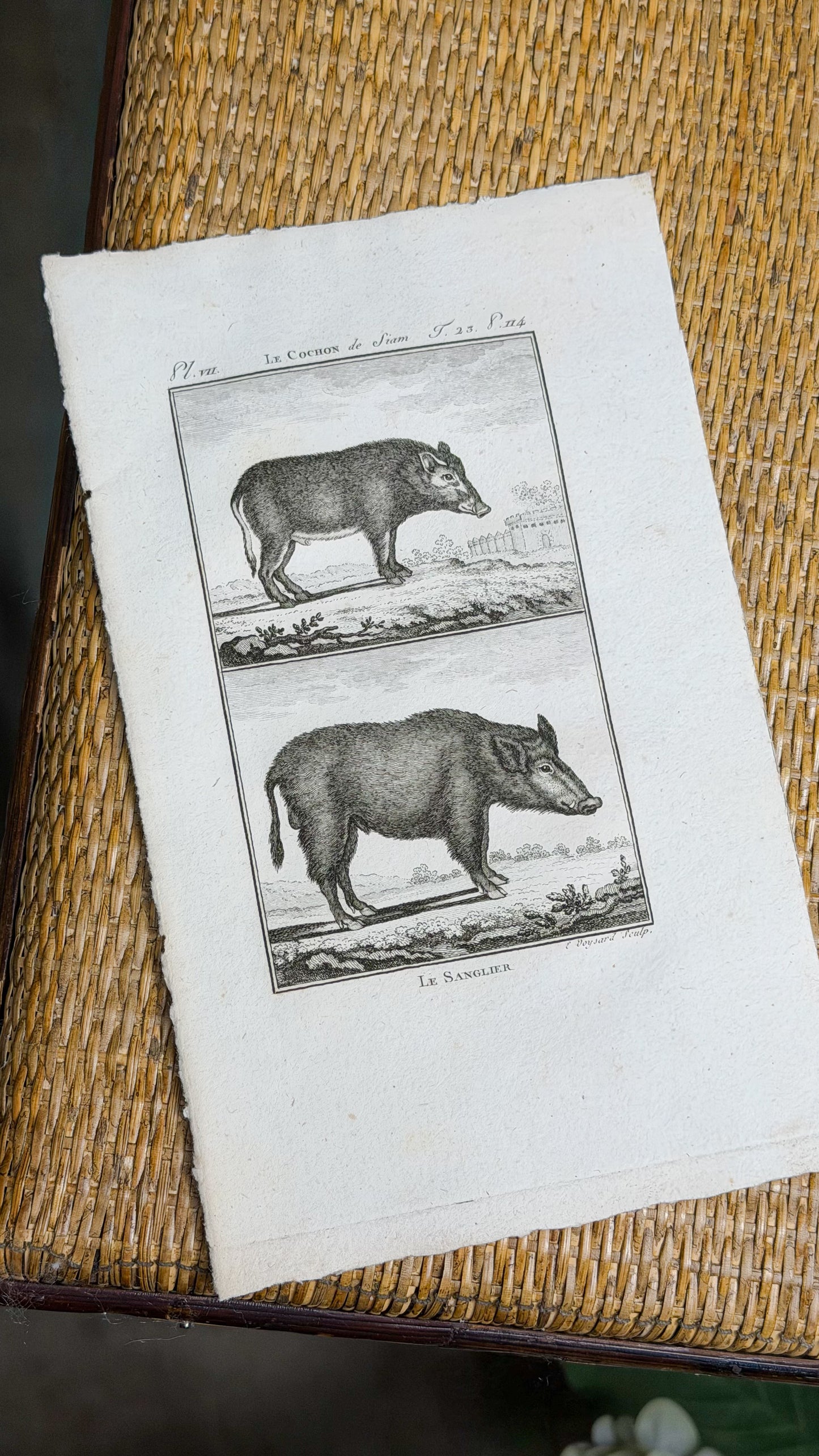Early 19th c. Bookplate Engravings, Sonnini’s Histoire Naturelle des Animaux