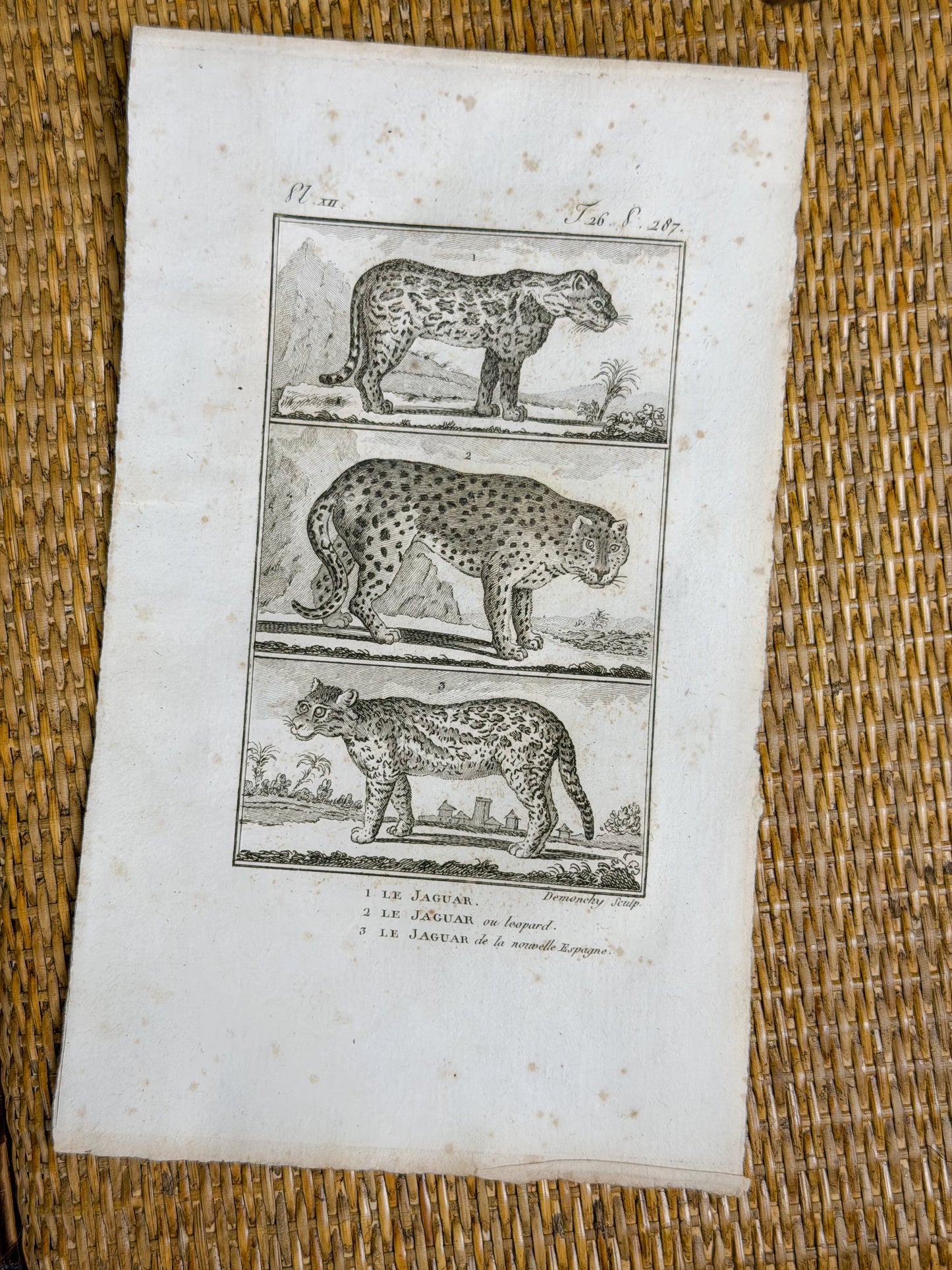 Early 19th c. Bookplate Engravings, Sonnini’s Histoire Naturelle des Animaux