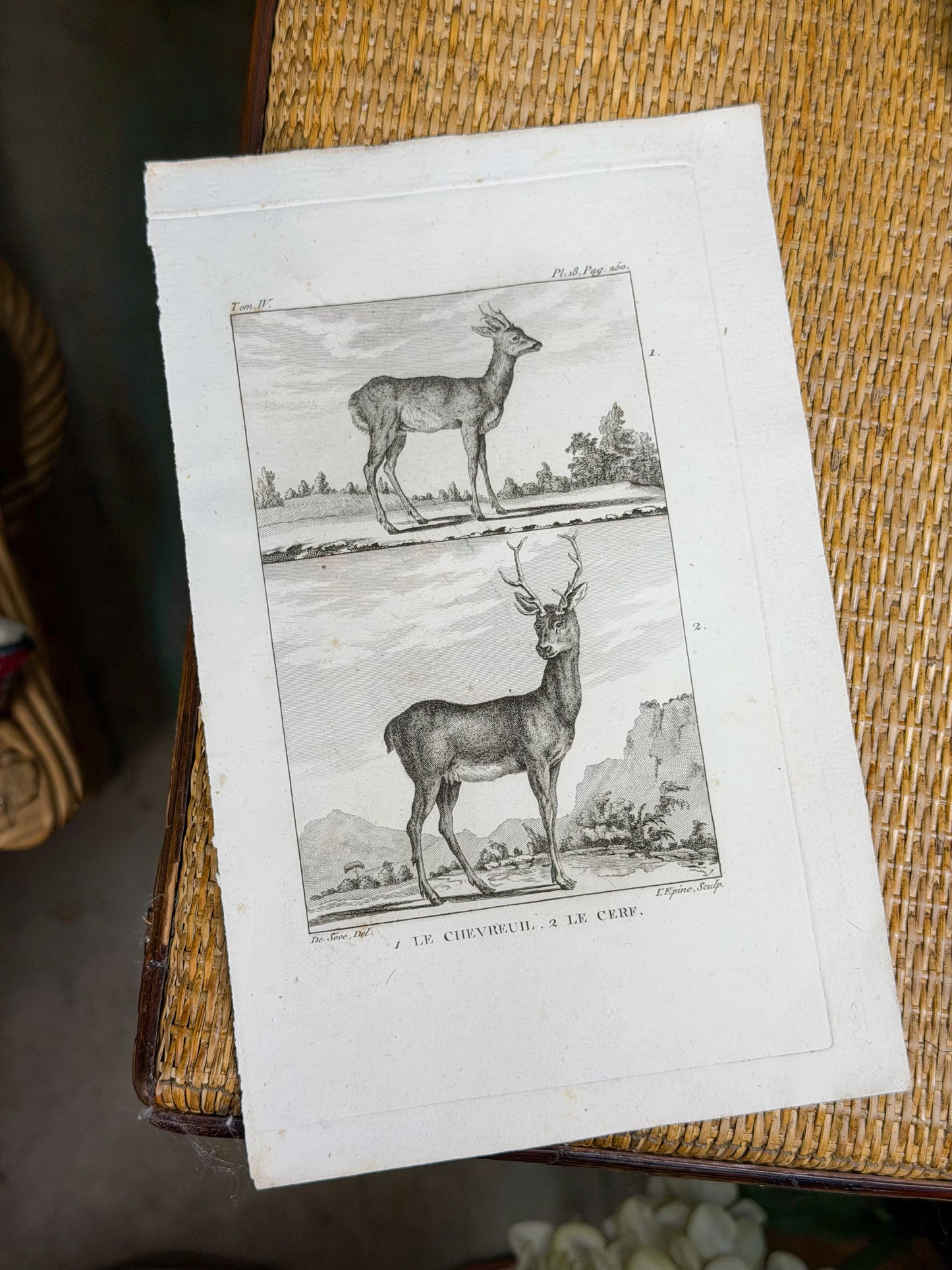 18th c. French Bookplate Engraving, Buffon’s Histoire Naturelle, Le Chevreuil/Le Cerf (Deer)