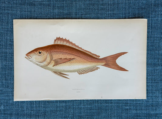 19th c. English Bookplate Fish Etching (Erythrinus)