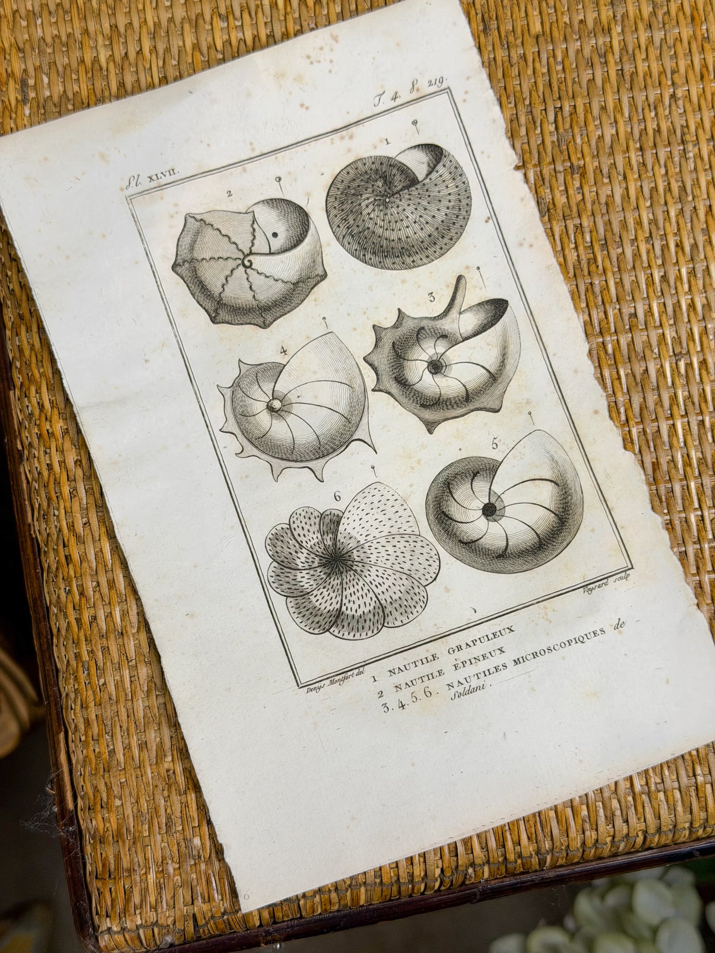Early 19th c. Bookplate Engravings, Sonnini’s Histoire Naturelle des Mollusques | Shells