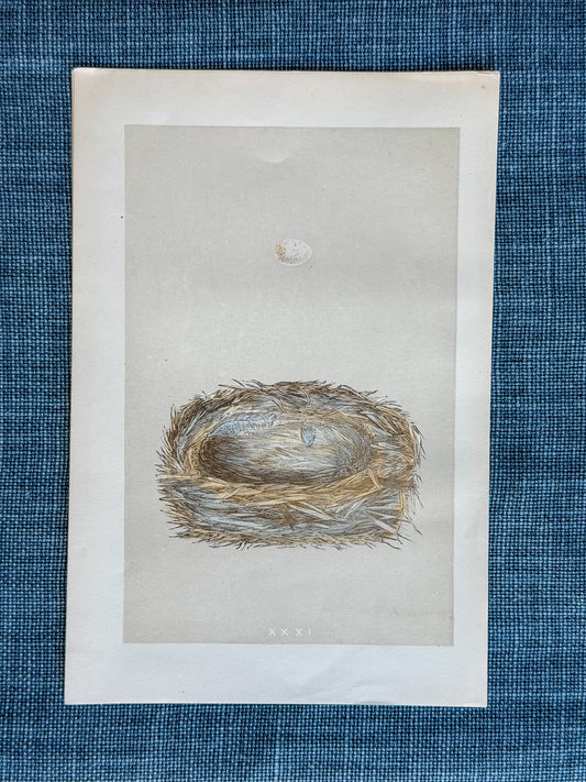 19th c. English Bookplate Egg & Nest Etching (Cole Tit)