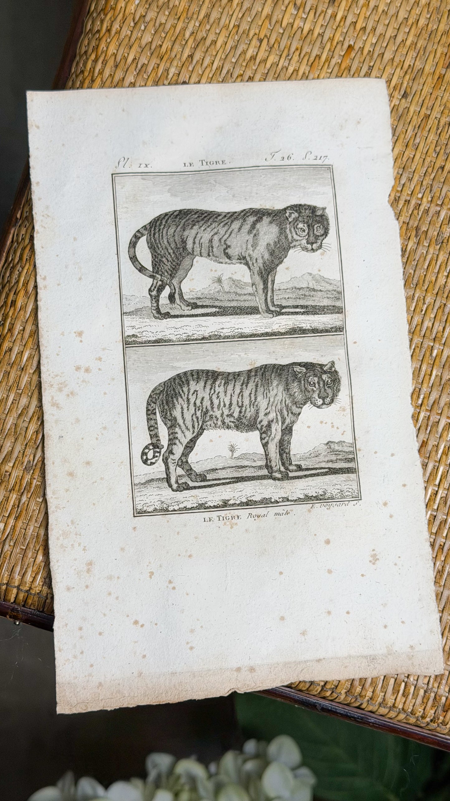 Early 19th c. Bookplate Engravings, Sonnini’s Histoire Naturelle des Animaux