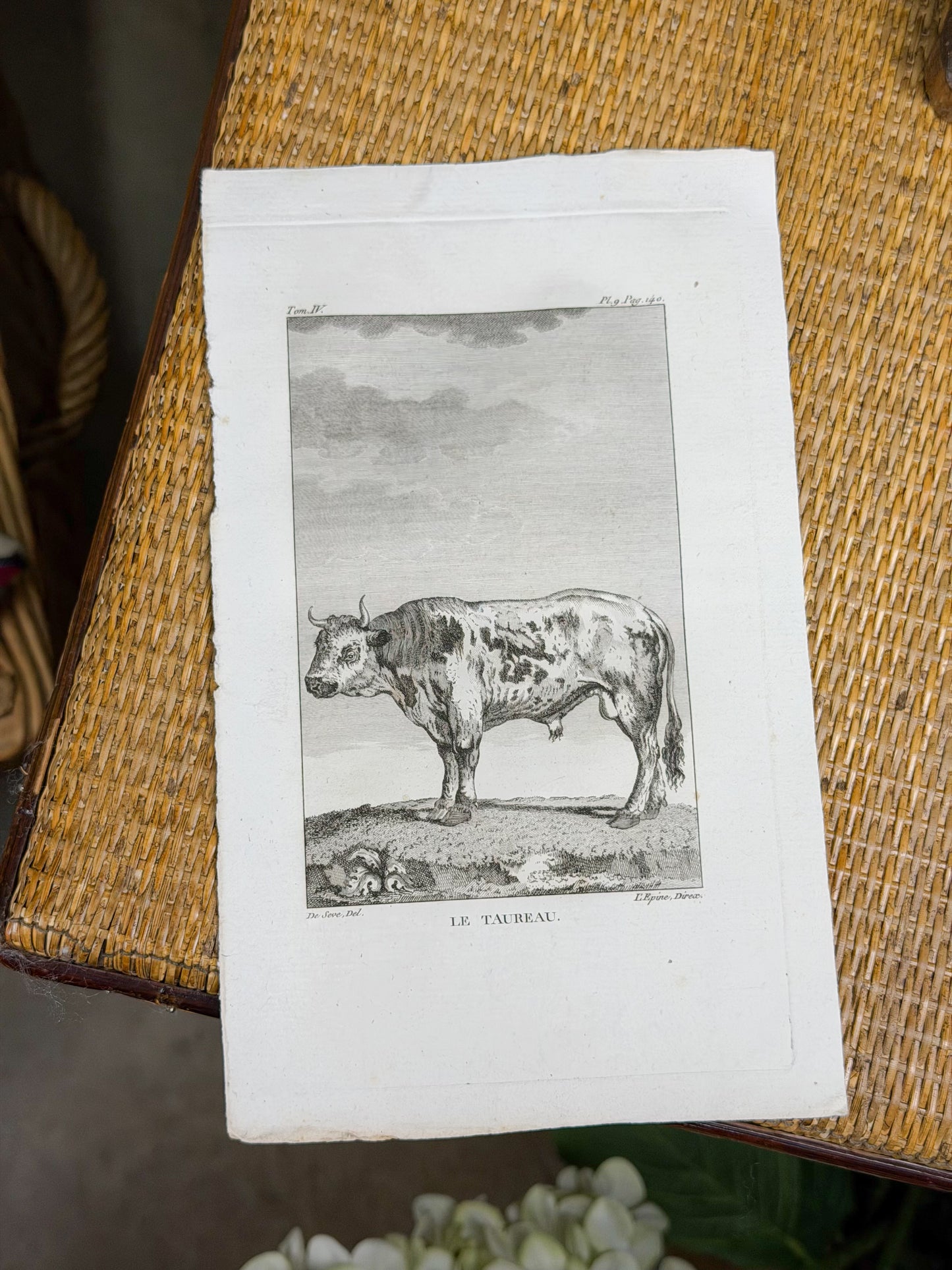 18th c. French Bookplate Engraving, Buffon’s Histoire Naturelle, Le Taureau (Bull)
