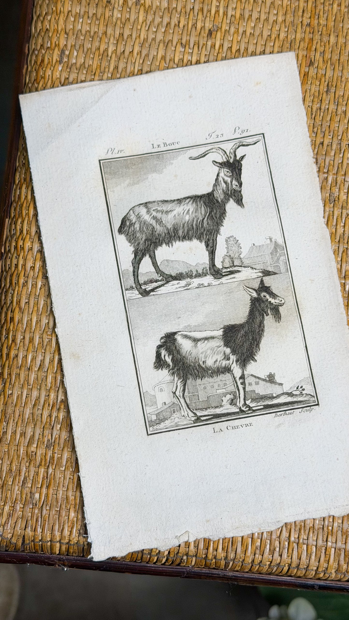 Early 19th c. Bookplate Engravings, Sonnini’s Histoire Naturelle des Animaux