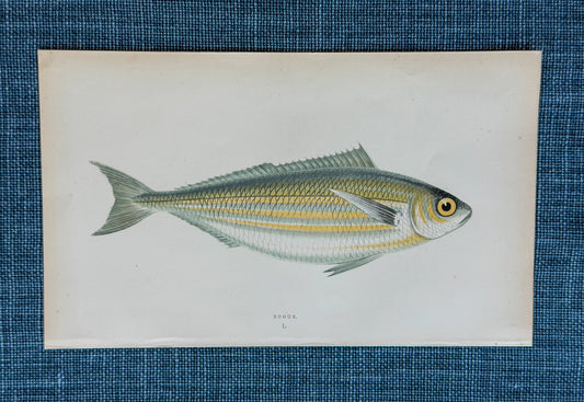 19th c. English Bookplate Fish Etching (Bogue)