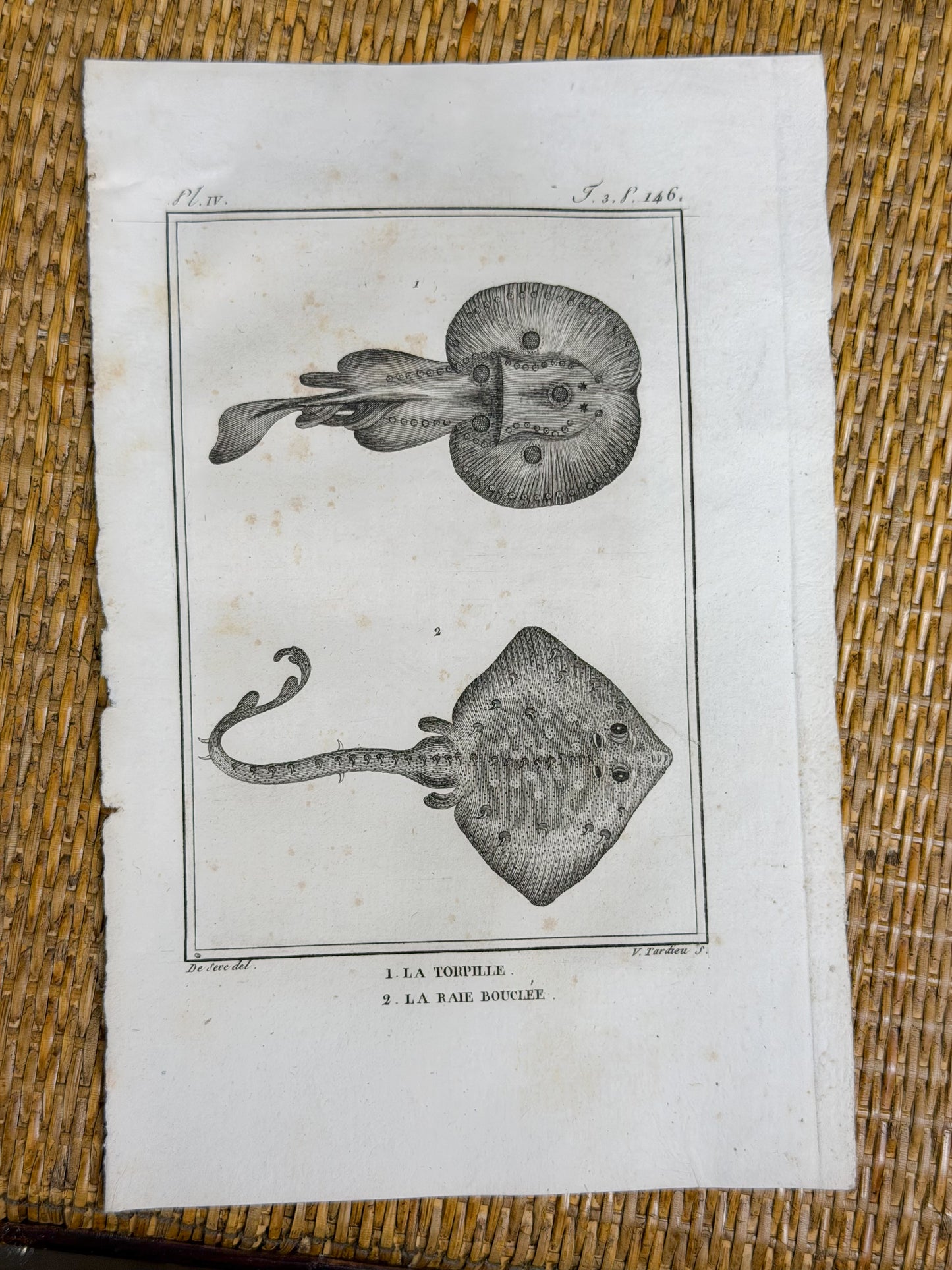 Early 19th c. Bookplate Engravings, Sonnini’s Histoire Naturelle des Poissons | Stingrays