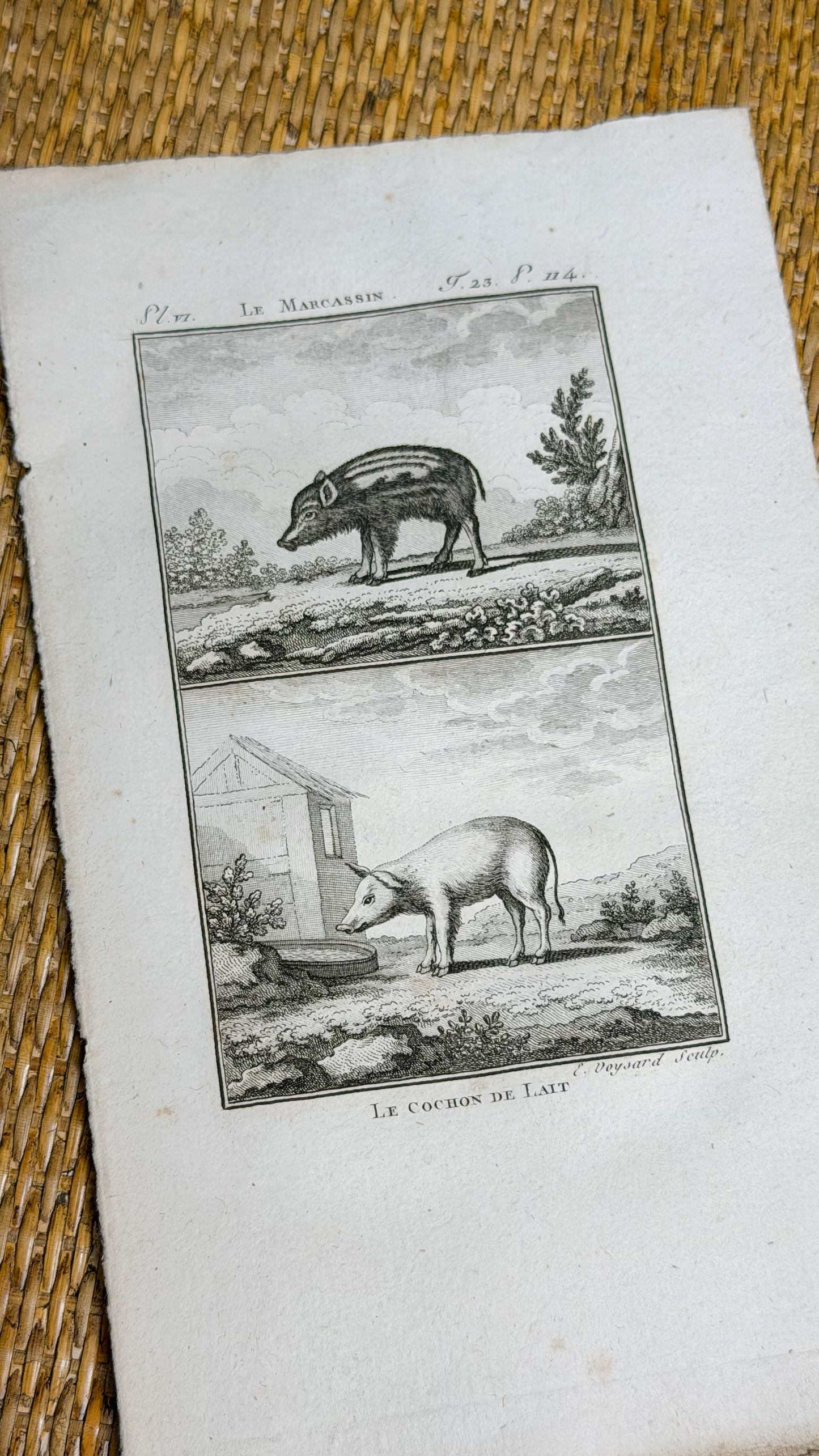 Early 19th c. Bookplate Engravings, Sonnini’s Histoire Naturelle des Animaux