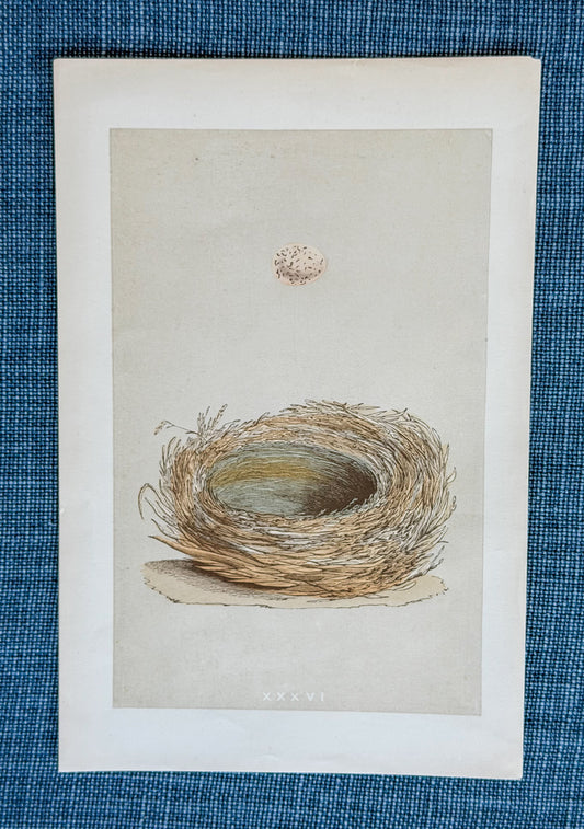 19th c. English Bookplate Egg & Nest Etching (Bearded Tit)