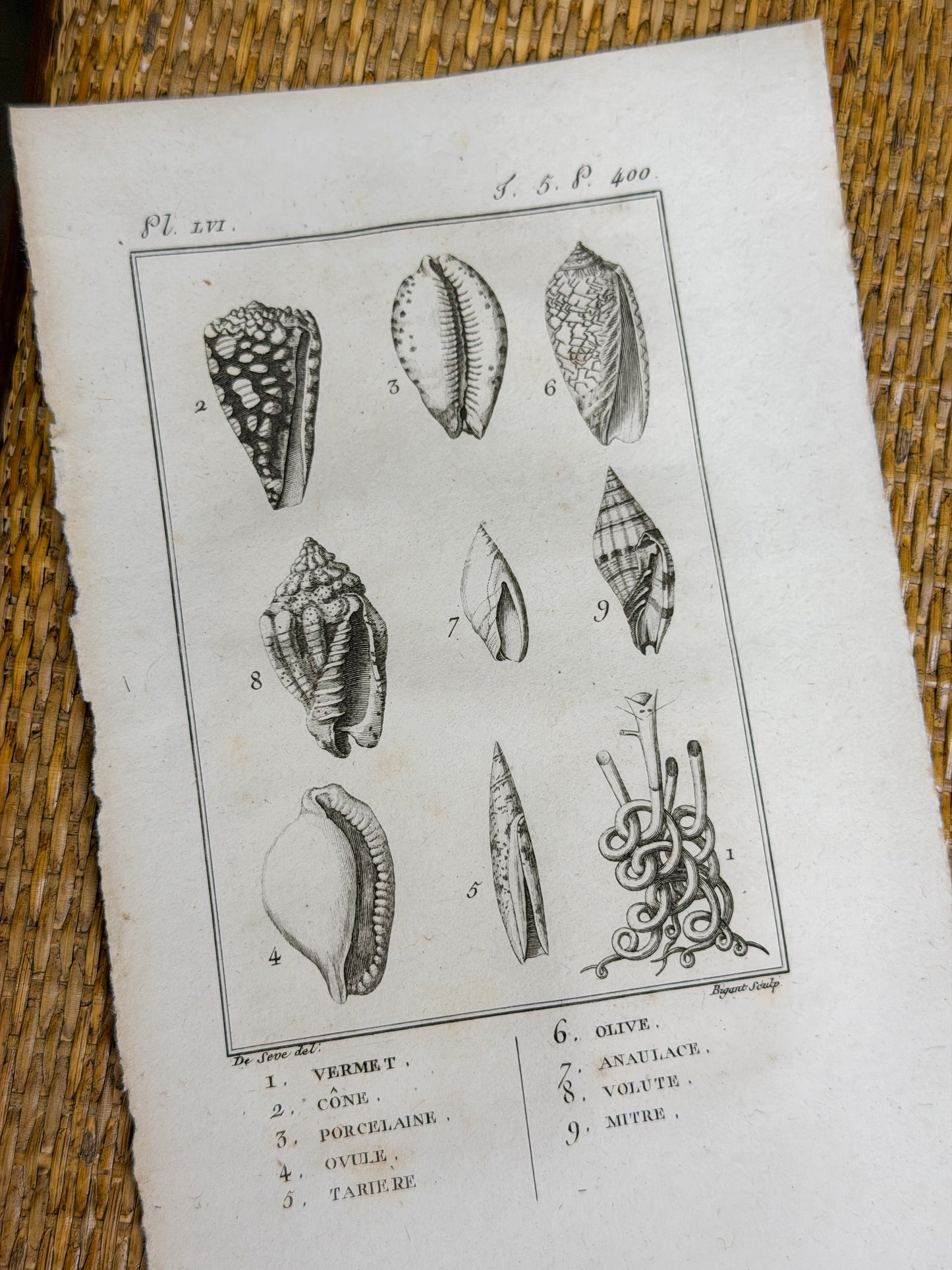 Early 19th c. Bookplate Engravings, Sonnini’s Histoire Naturelle des Mollusques | Shells