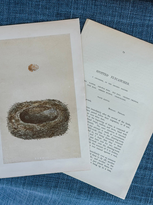 19th c. English Bookplate Egg & Nest Etching (Spotted Flycatcher)