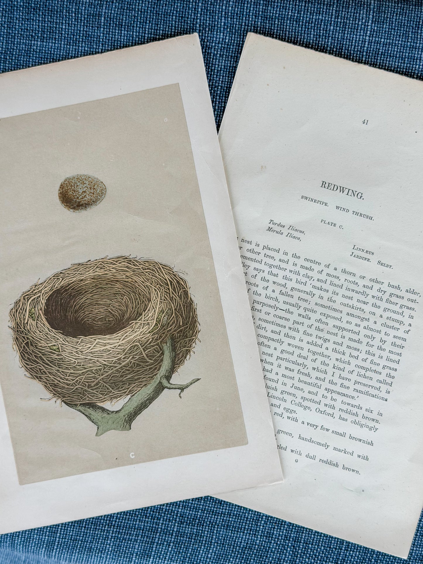 19th c. English Bookplate Egg & Nest Etching (Redwing)