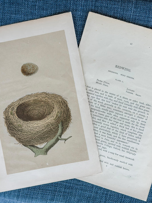 19th c. English Bookplate Egg & Nest Etching (Redwing)