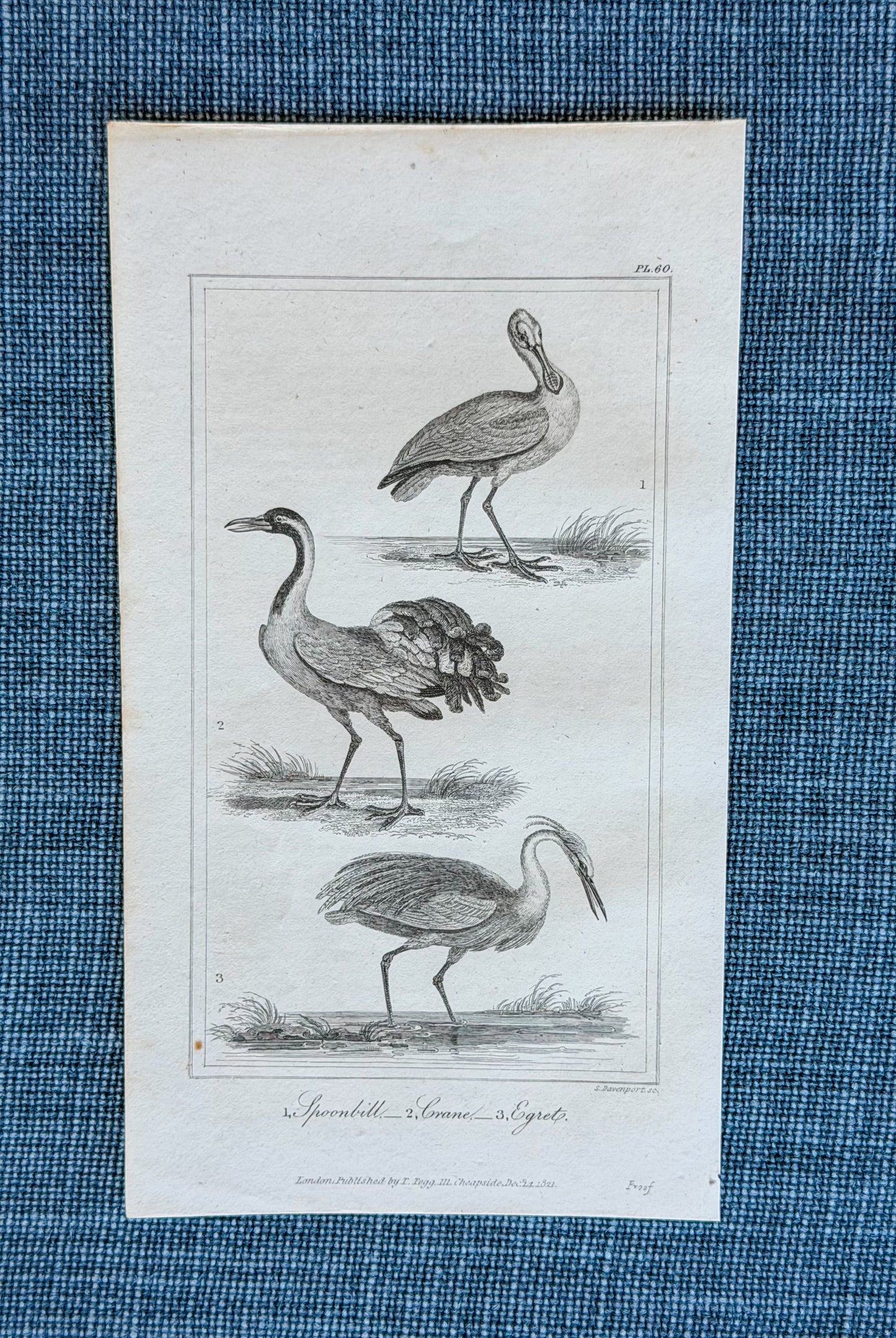 19th c. English Bookplate Animal Etching (Spoonbill, Crane, Egret)