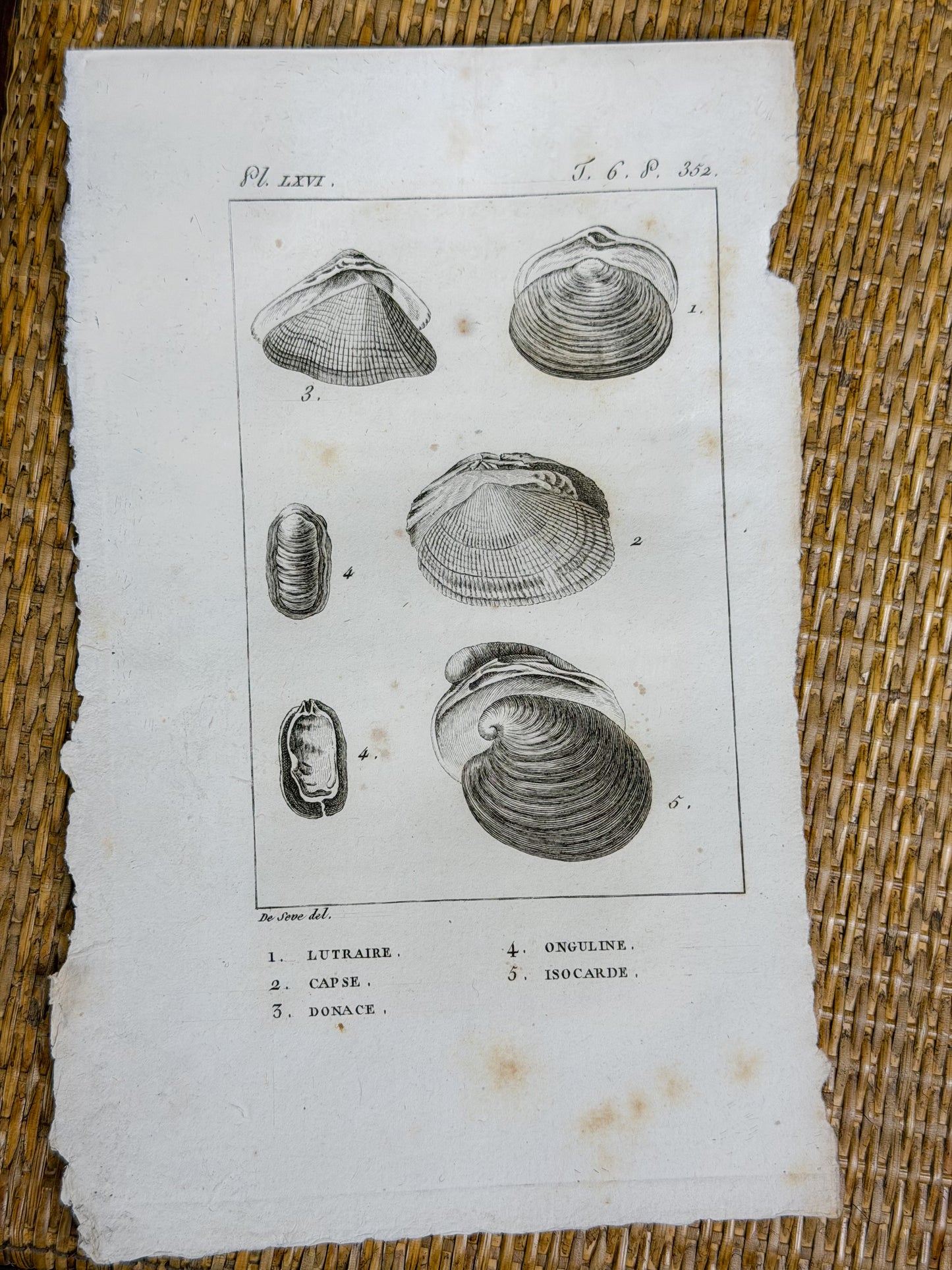Early 19th c. Bookplate Engravings, Sonnini’s Histoire Naturelle des Mollusques | Shells