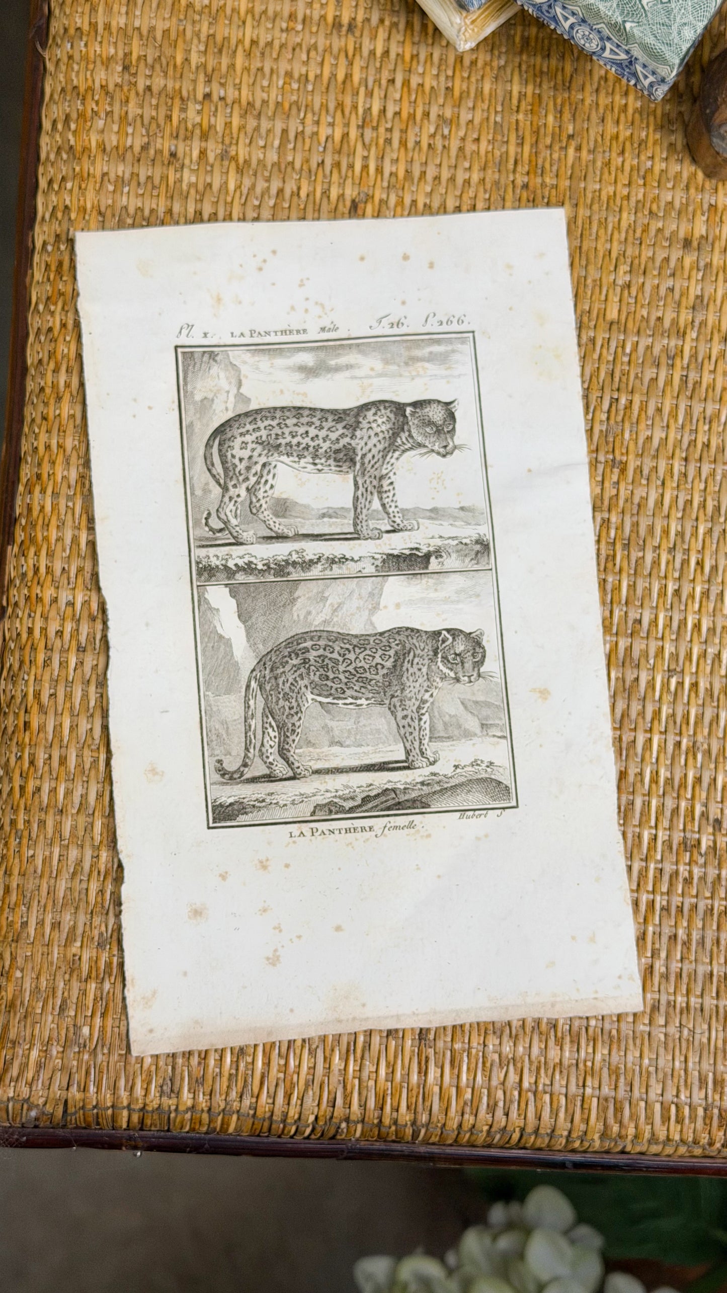 Early 19th c. Bookplate Engravings, Sonnini’s Histoire Naturelle des Animaux