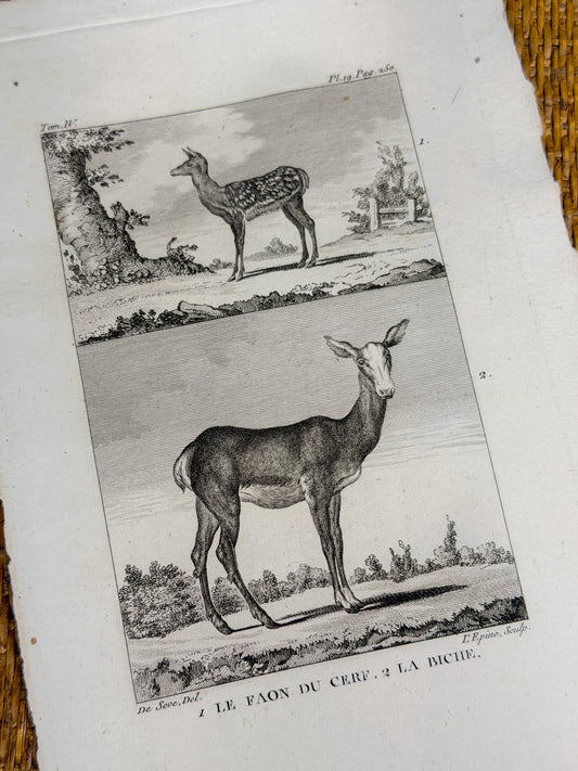 18th c. French Bookplate Engraving, Buffon’s Histoire Naturelle, Le Faon du Cerf/La Biche (Deer)