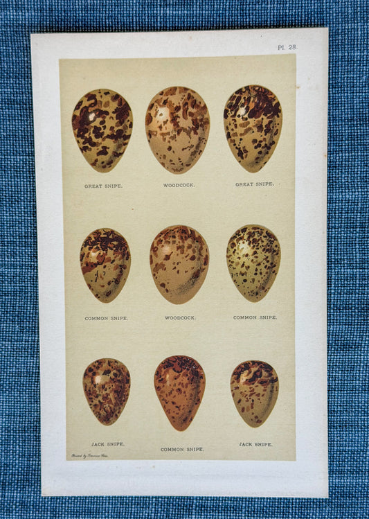 Early 20th c. English Bookplate Speckled Egg Etching (Snipes)