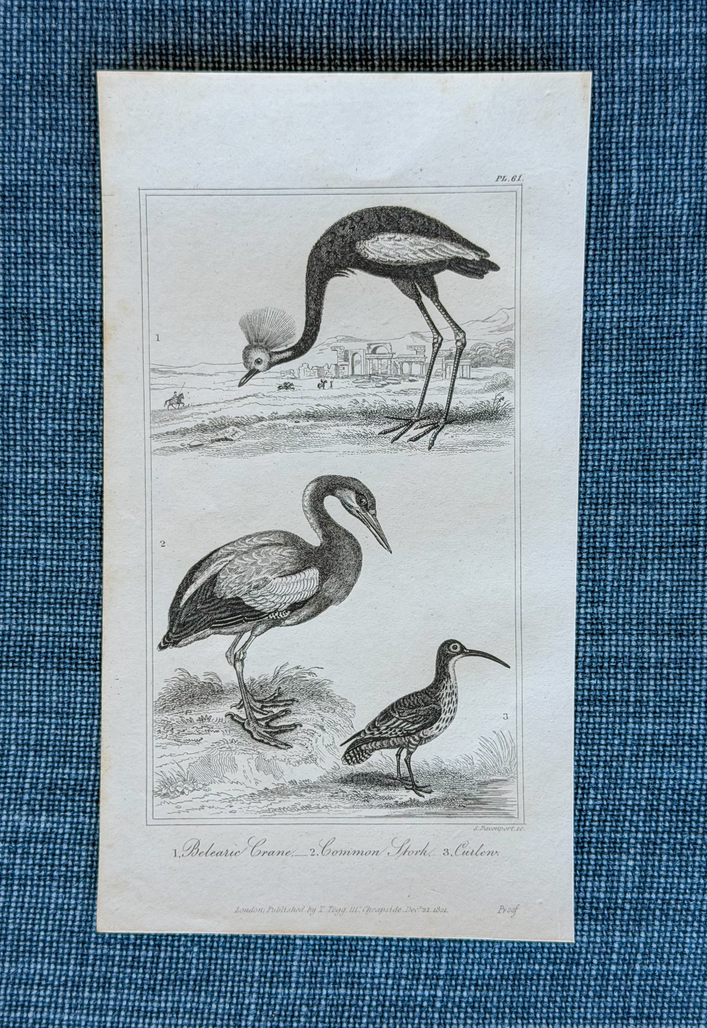19th c. English Bookplate Animal Etching (Belearic Crane, Stork, Curlen)