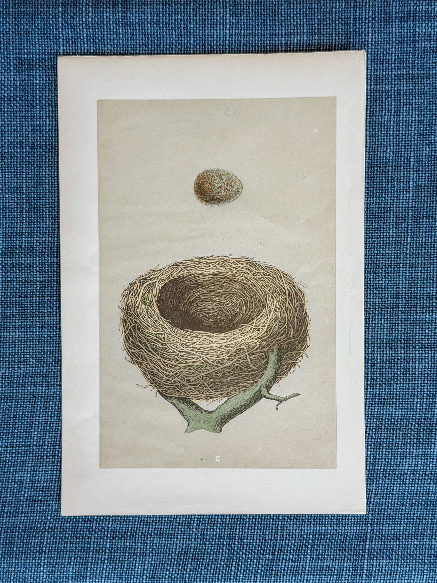 19th c. English Bookplate Egg & Nest Etching (Redwing)
