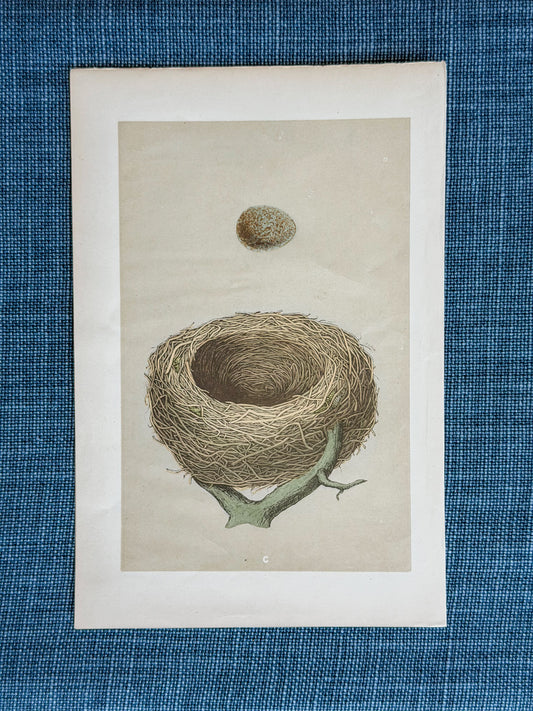 19th c. English Bookplate Egg & Nest Etching (Redwing)