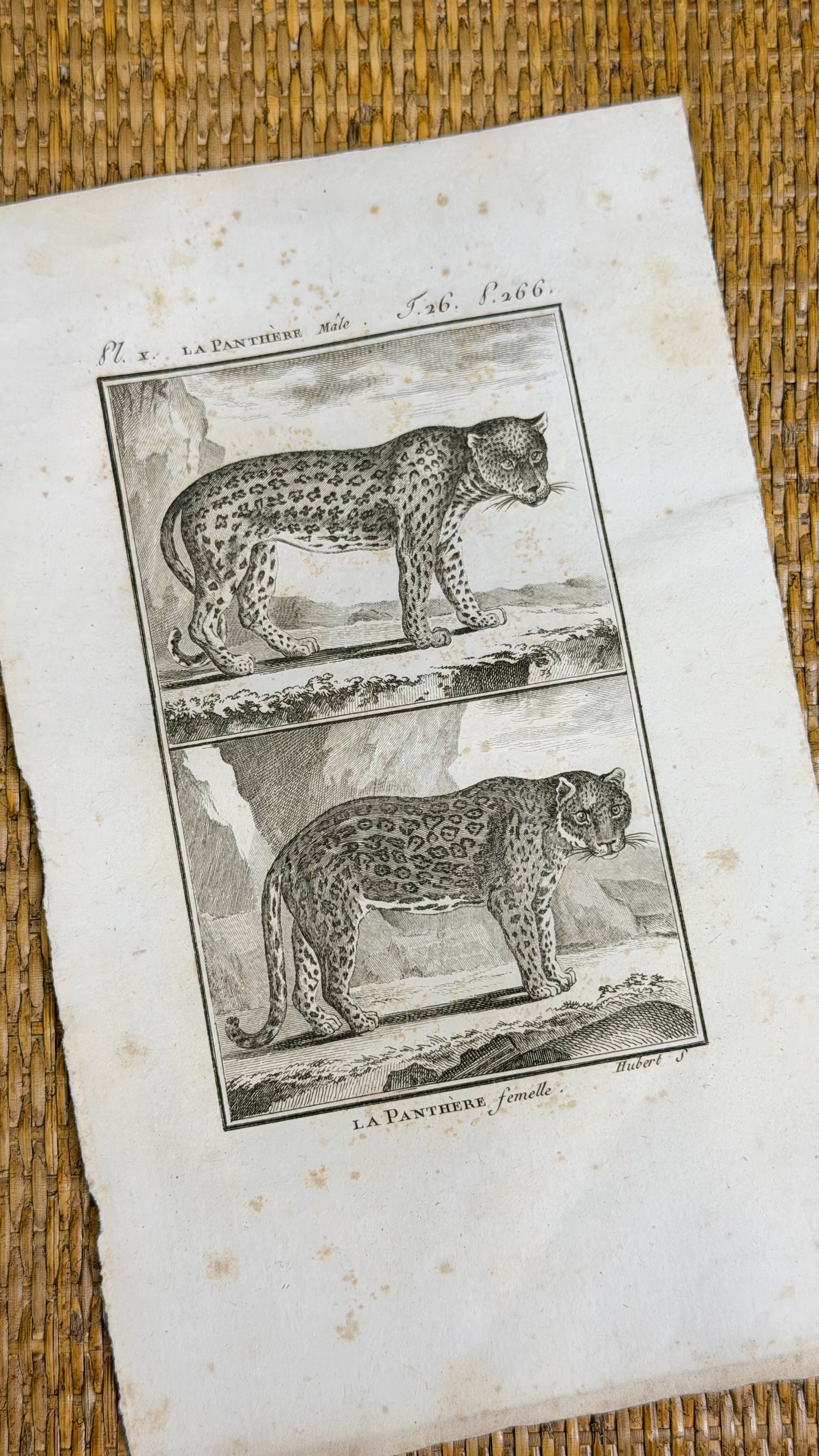 Early 19th c. Bookplate Engravings, Sonnini’s Histoire Naturelle des Animaux