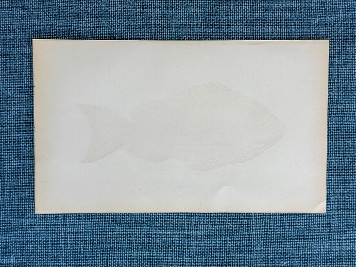 19th c. English Bookplate Fish Etching (Old Wife)