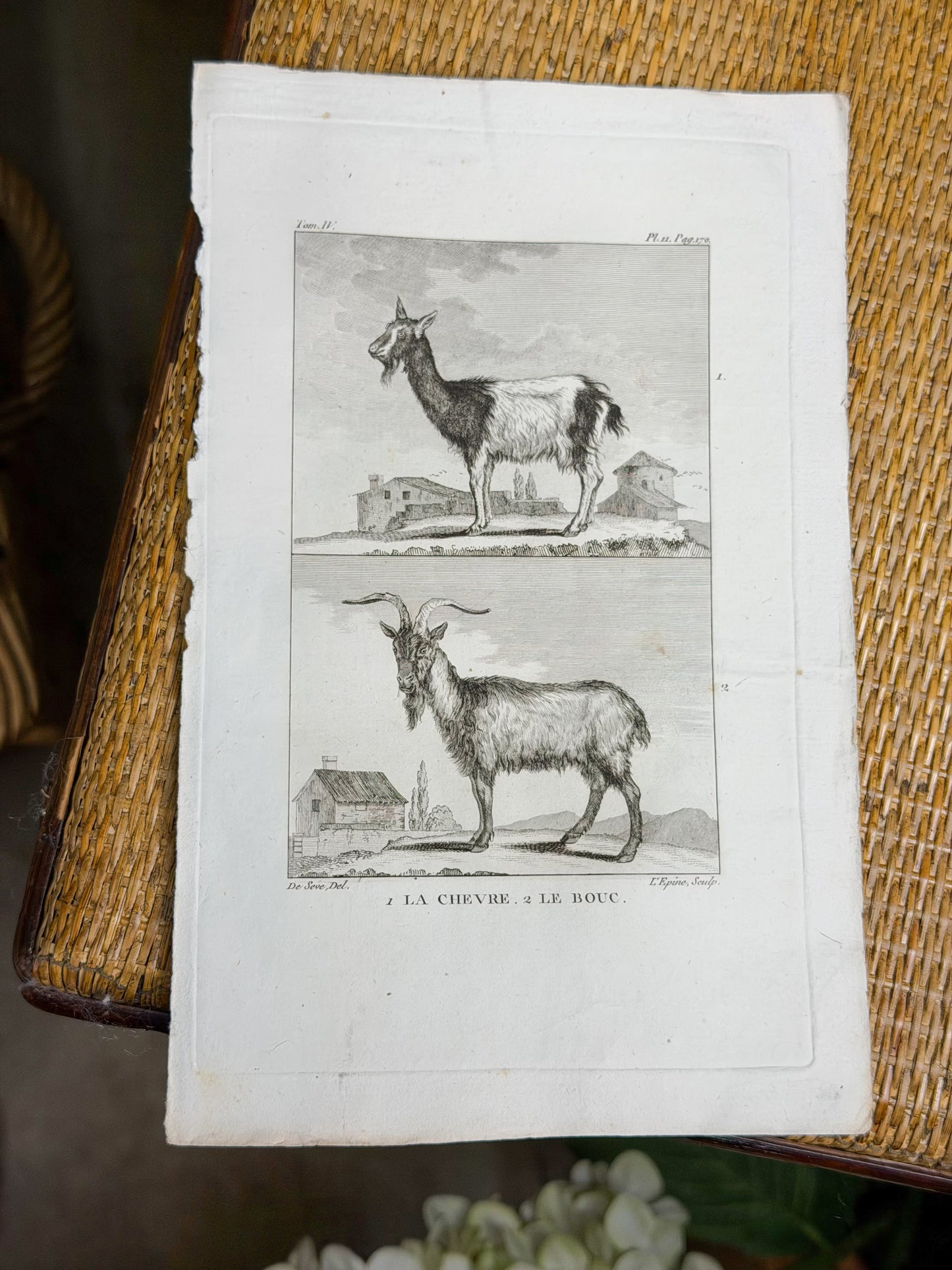 18th c. French Bookplate Engraving, Buffon’s Histoire Naturelle, La Chèvre/Le Bouc (Goat)