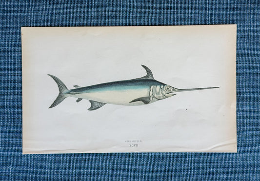 19th c. English Bookplate Fish Etching (Swordfish)