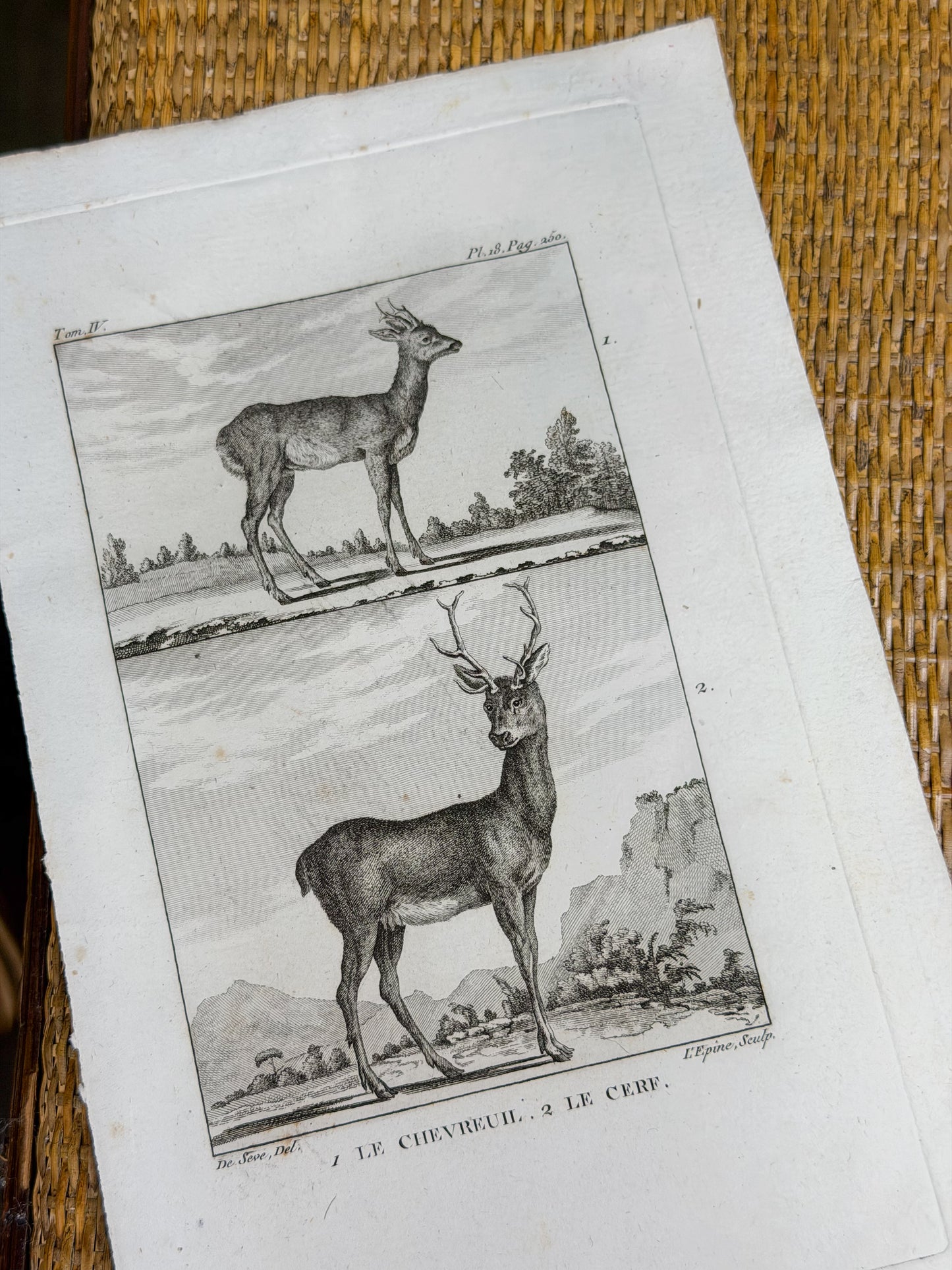 18th c. French Bookplate Engraving, Buffon’s Histoire Naturelle, Le Chevreuil/Le Cerf (Deer)