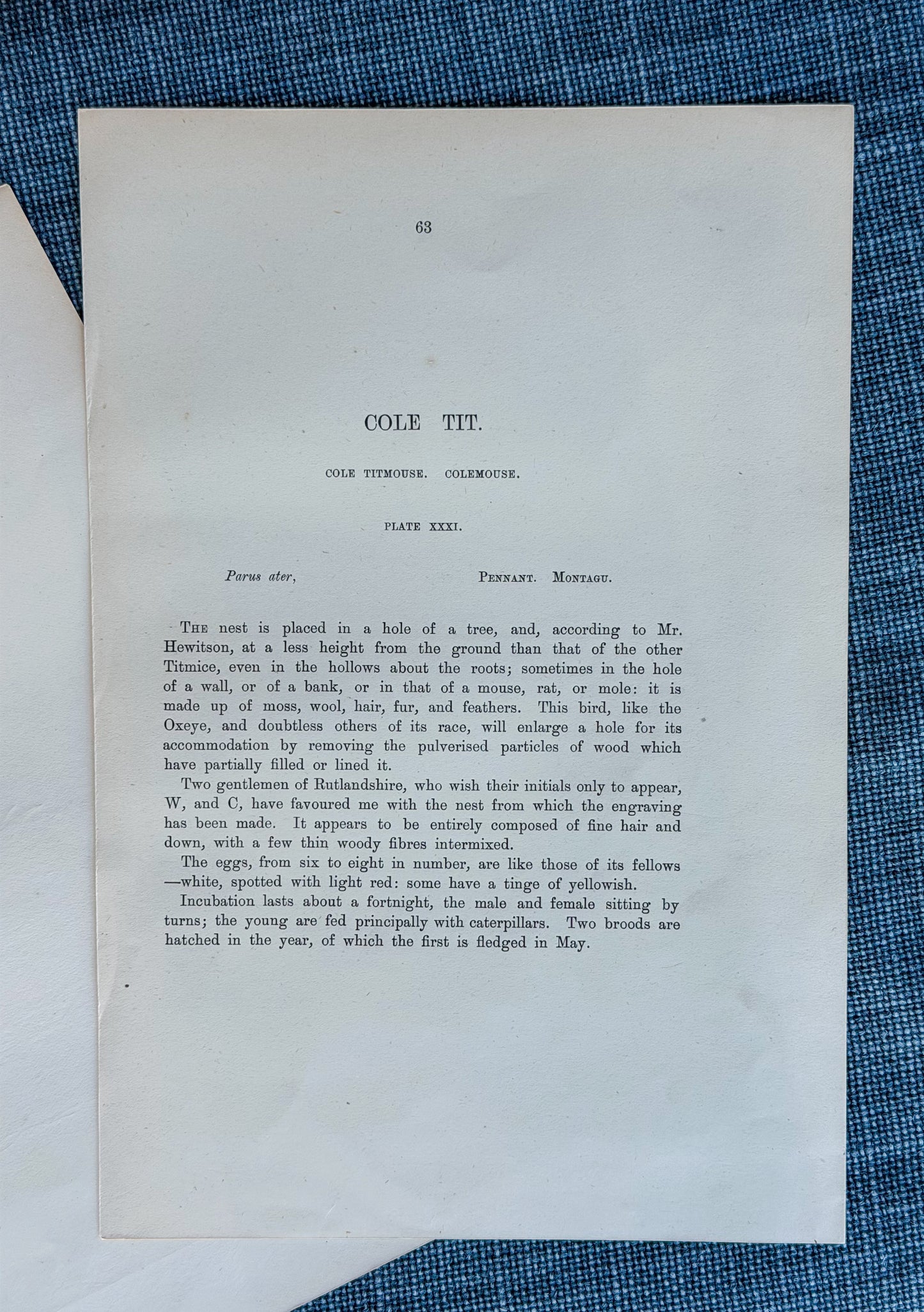 19th c. English Bookplate Egg & Nest Etching (Cole Tit)